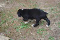 Cali, a female Boxer for sale in Abbeville, SC – 3 of 4