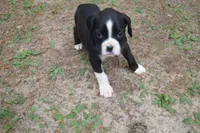 Cali, a female Boxer for sale in Abbeville, SC – 4 of 4