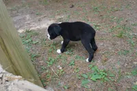 Cali, a female Boxer for sale in Abbeville, SC – 2 of 4