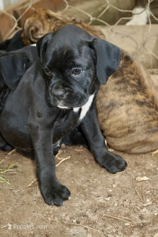Coco – Boxer puppy for sale in Abbeville, SC