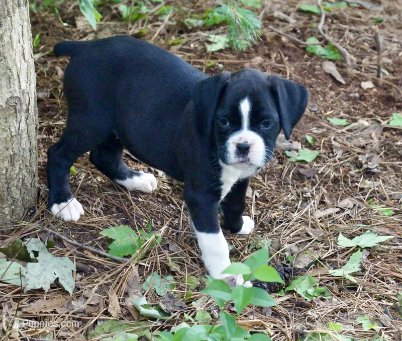 Cali – Boxer puppy for sale in Abbeville, SC