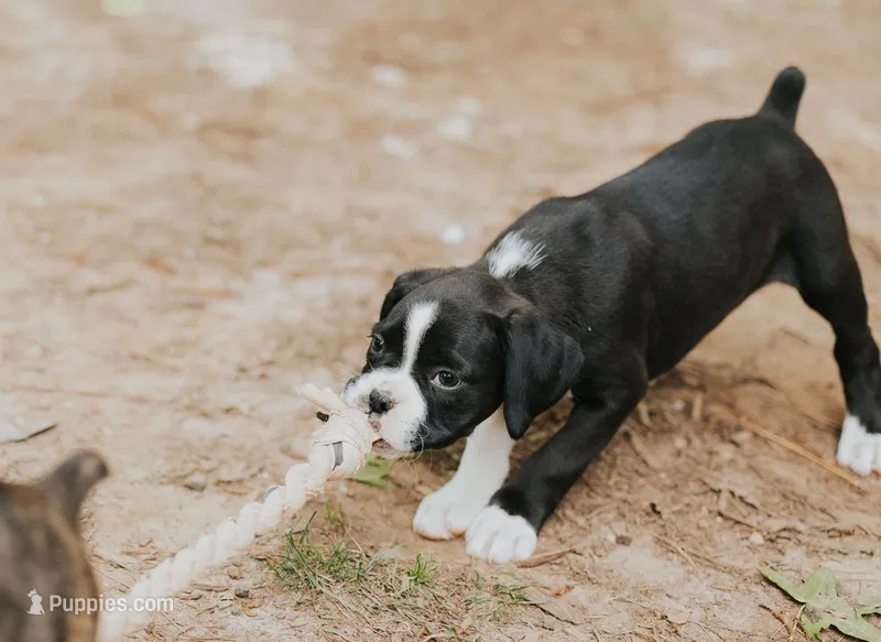Cici – Boxer puppy for sale in Abbeville, SC