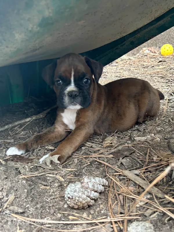 Jackson – Boxer puppy for sale in Abbeville, SC