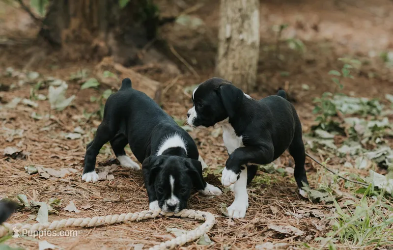 Cali – Boxer puppy for sale in Abbeville, SC