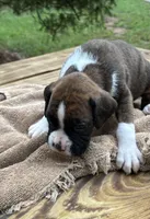 Luke , a male Boxer for sale in Abbeville, SC – 2 of 3
