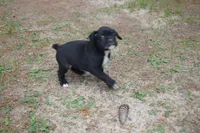 Cash , a male Boxer for sale in Abbeville, SC – 7 of 8