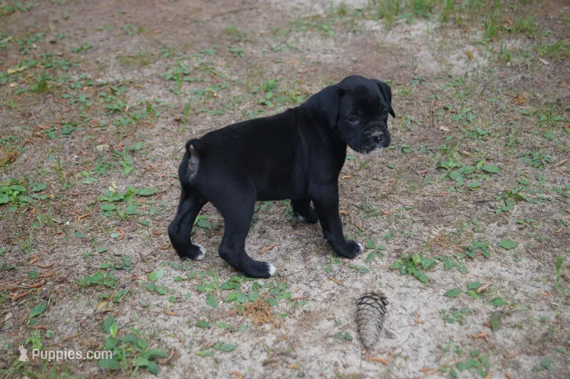 Cash  – Boxer puppy for sale in Abbeville, SC