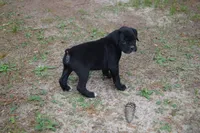 Cash , a male Boxer for sale in Abbeville, SC – 1 of 8