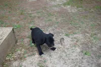 Cash , a male Boxer for sale in Abbeville, SC – 2 of 8