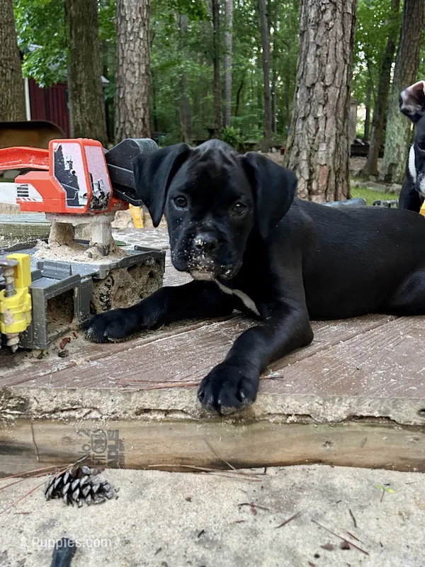 Coco – Boxer puppy for sale in Abbeville, SC