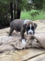 Luke , a male Boxer for sale in Abbeville, SC – 1 of 3