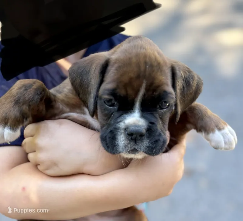 Jackson – Boxer puppy for sale in Abbeville, SC