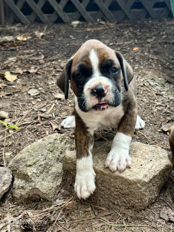 Luke  – Boxer puppy for sale in Abbeville, SC