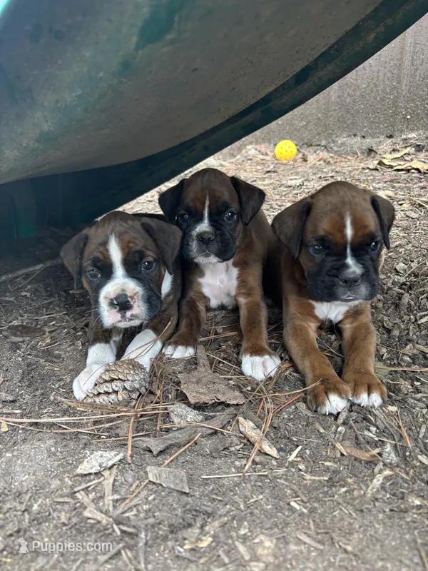 Jackson – Boxer puppy for sale in Abbeville, SC