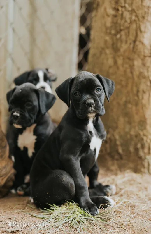 Coco – Boxer puppy for sale in Abbeville, SC