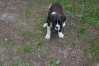 Clyde, a male Boxer for sale in Abbeville, SC – 4 of 7