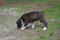 Clyde, a male Boxer for sale in Abbeville, SC – 2 of 7