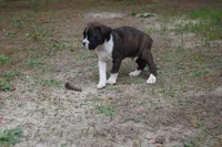 Clyde, a male Boxer for sale in Abbeville, SC – 7 of 7