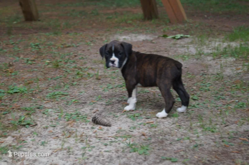 Clyde – Boxer puppy for sale in Abbeville, SC