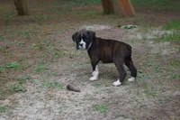 Clyde, a male Boxer for sale in Abbeville, SC – 1 of 7