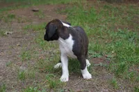 Clyde, a male Boxer for sale in Abbeville, SC – 5 of 7