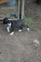 Clyde, a male Boxer for sale in Abbeville, SC – 3 of 7