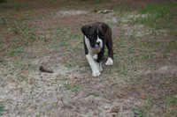 Clyde, a male Boxer for sale in Abbeville, SC – 6 of 7
