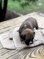 Jackson, a male Boxer for sale in Abbeville, SC – 2 of 3