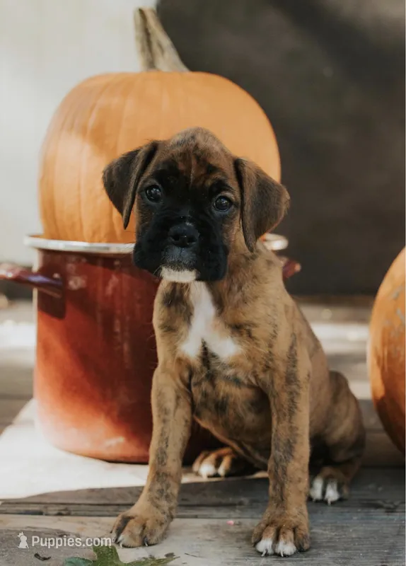 Paris  – Boxer puppy for sale in Abbeville, SC