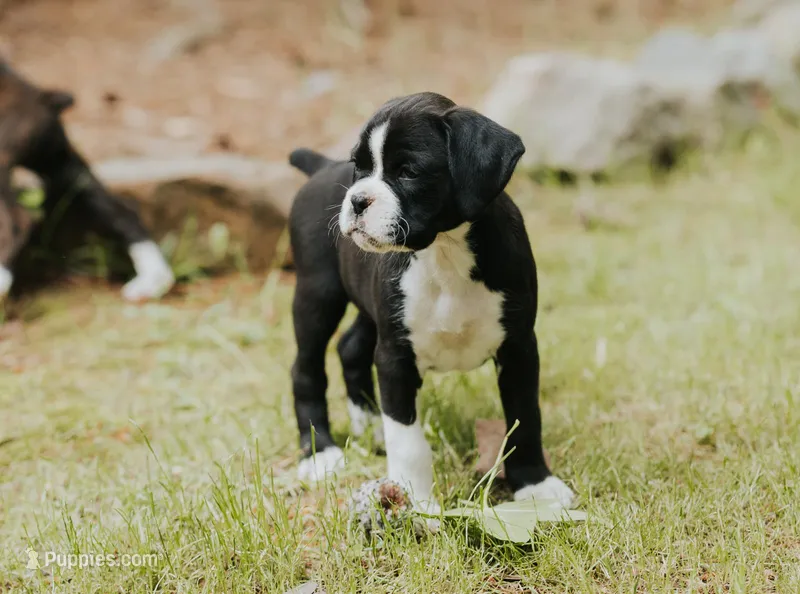 Cici – Boxer puppy for sale in Abbeville, SC