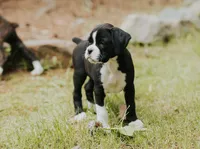 Cici, a female Boxer for sale in Abbeville, SC – 3 of 6