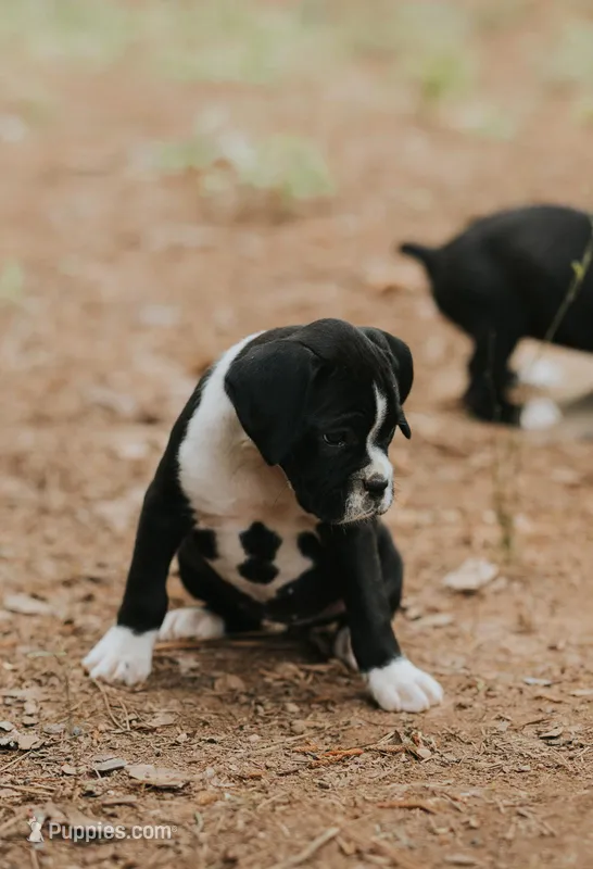 Cali – Boxer puppy for sale in Abbeville, SC