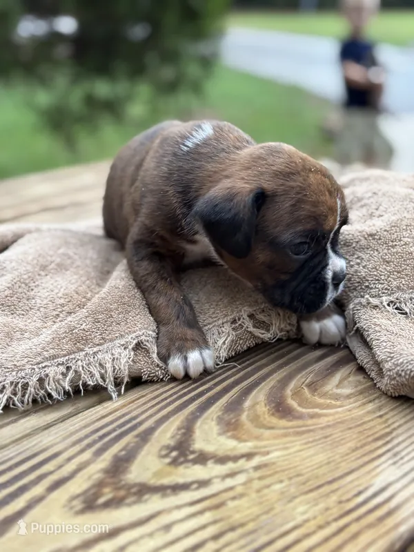 Jackson – Boxer puppy for sale in Abbeville, SC