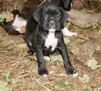Charlie, a male Boxer for sale in Abbeville, SC – 2 of 6