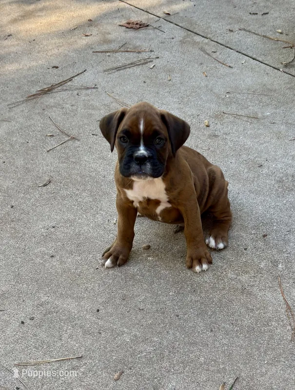 Kirk – Boxer puppy for sale in Abbeville, SC