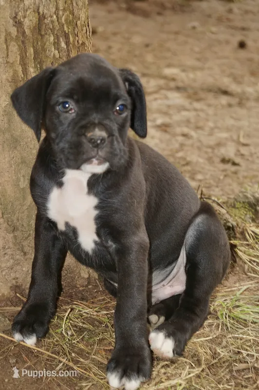 Charlie – Boxer puppy for sale in Abbeville, SC