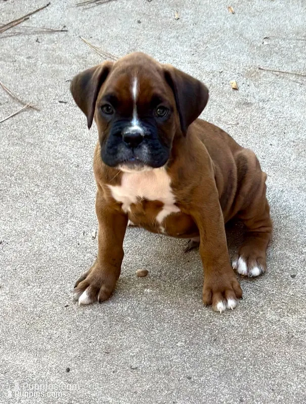 Kirk – Boxer puppy for sale in Abbeville, SC