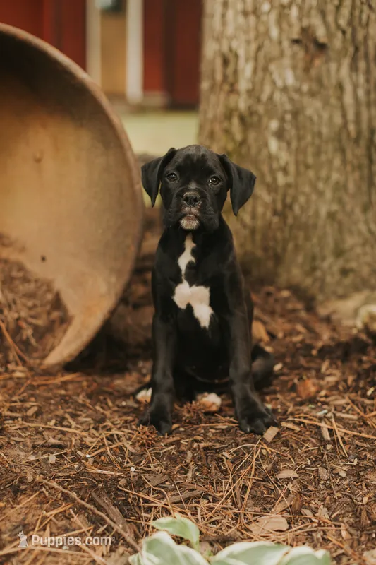 Coco – Boxer puppy for sale in Abbeville, SC