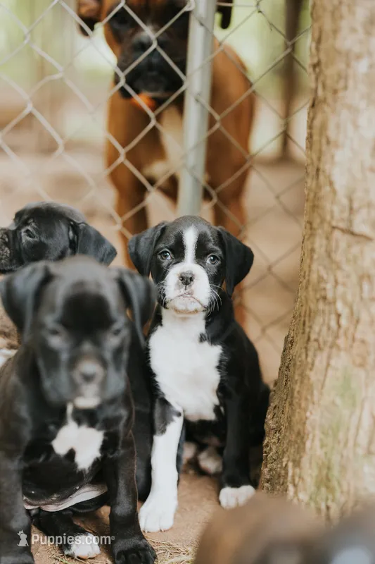 Cici – Boxer puppy for sale in Abbeville, SC