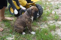 Claire, a female Boxer for sale in Abbeville, SC – 4 of 4