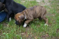 Claire, a female Boxer for sale in Abbeville, SC – 2 of 4