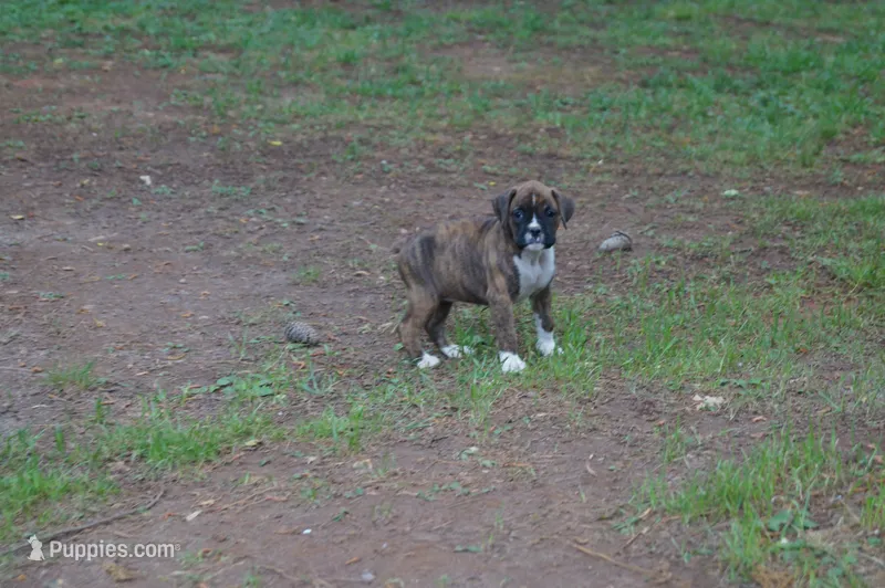 Claire – Boxer puppy for sale in Abbeville, SC