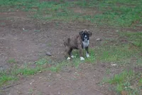 Claire, a female Boxer for sale in Abbeville, SC – 1 of 4