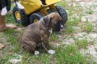 Claire, a female Boxer for sale in Abbeville, SC – 3 of 4