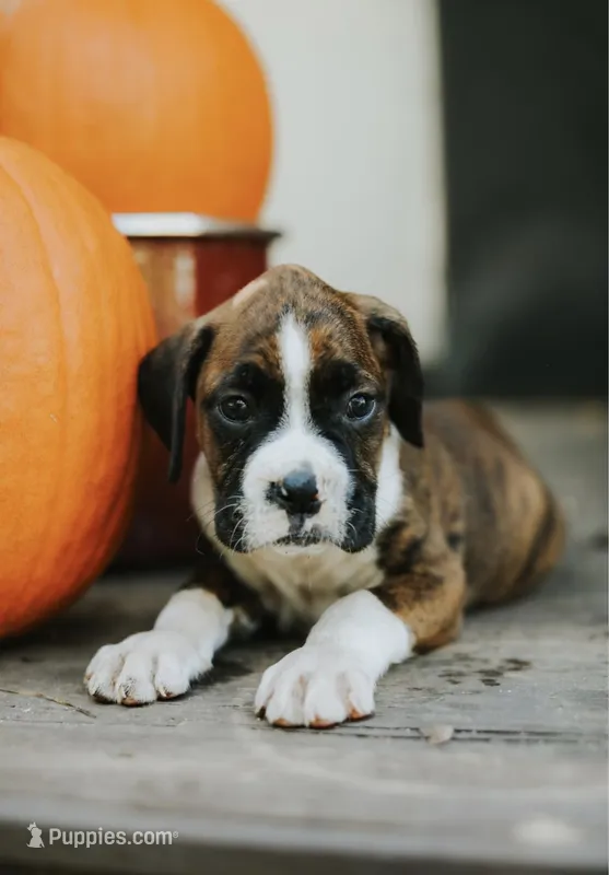 Luke  – Boxer puppy for sale in Abbeville, SC