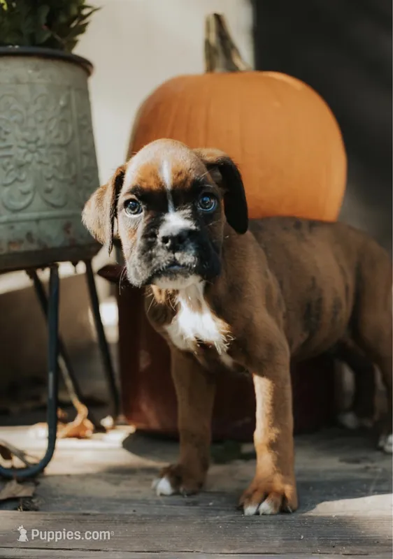 Kirk – Boxer puppy for sale in Abbeville, SC