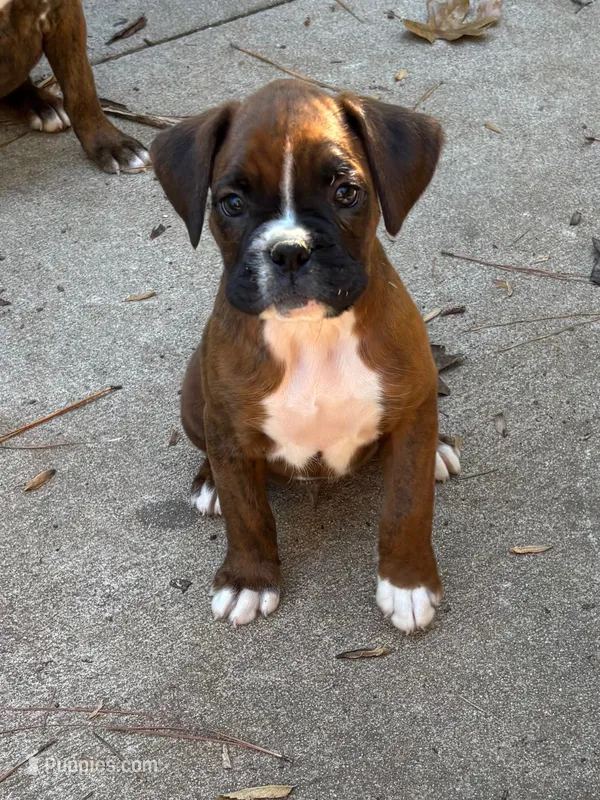 Jackson – Boxer puppy for sale in Abbeville, SC