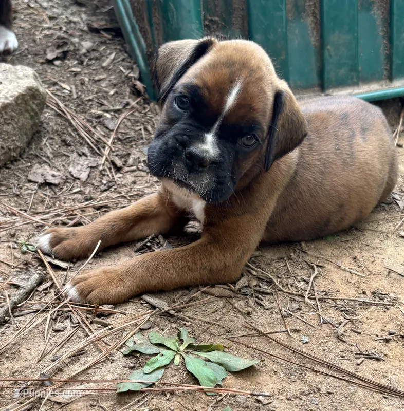Kirk – Boxer puppy for sale in Abbeville, SC