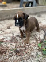 Kirk, a male Boxer for sale in Abbeville, SC – 2 of 3