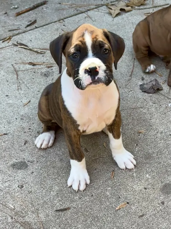 Luke  – Boxer puppy for sale in Abbeville, SC